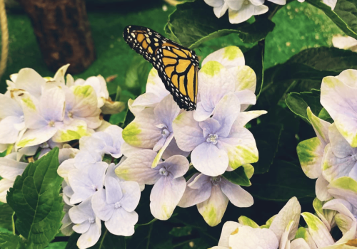 mariposas